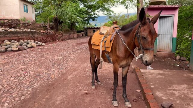 un burro parado en las calles de tierra de un pueblo o camino rural en una rancheria o poblado burro o mula de carga para ayudar a transportar en un hermoso dia 