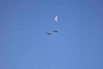 Greater white-fronted goose (Anser albifrons) , flying in flocks. This photo was taken in Izunuma, Japan.