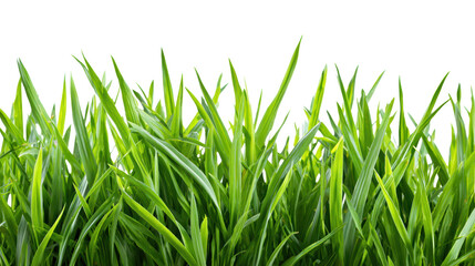 Obraz premium Vibrant green grass against a white isolated background.