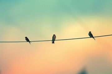 birds on sunset