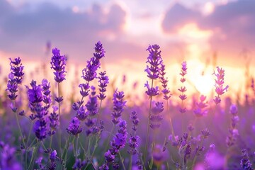 lavender field at sunset