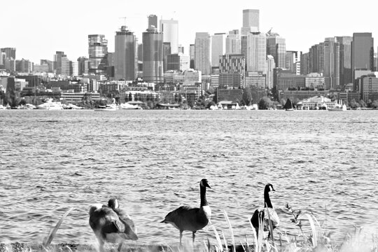 Gease enjoying the view of the skyline from gasworks park