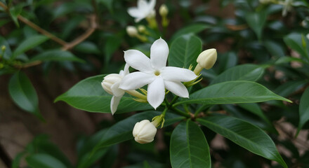 A close up shot of white pinwheel jasmine flowers and buds surrounded by green leaves in soft focus
