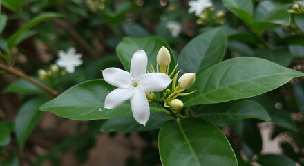A close up shot of a white jasmine flower surrounded by green leaves and unopened buds in natural light