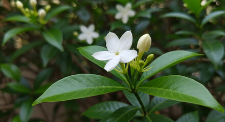 A close up of a white pinwheel flower with green leaves and buds in a garden setting in daylight