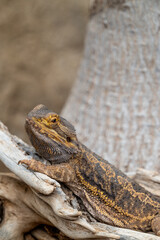 Close-up of a bearded dragon resting on a tree limb in its Indianapolis Zoo habitat
