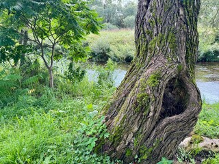 Trunk of old tree with hollow covered in moss growing near riverbank