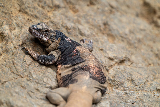 Close-up of a chuckwalla lizard on a rock at the Indianapolis Zoo
