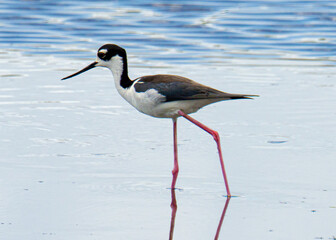 Long legged black necked stilt