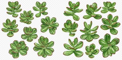 A set of beautifully illustrated green succulent plants with fleshy leaves, isolated on a transparent background.