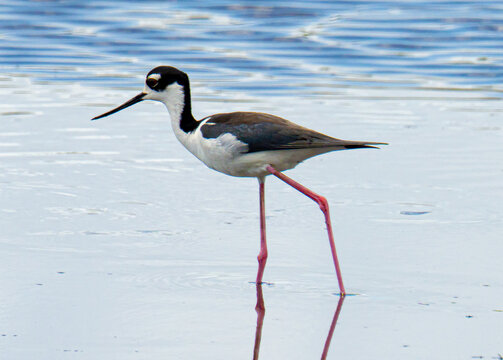 Long legged black necked stilt