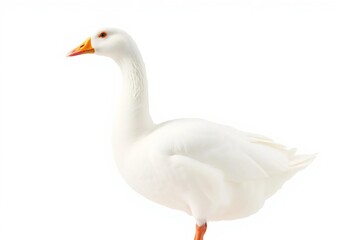 A pristine white domestic goose, isolated against a pure white backdrop,  nature,  anser anser domesticus
