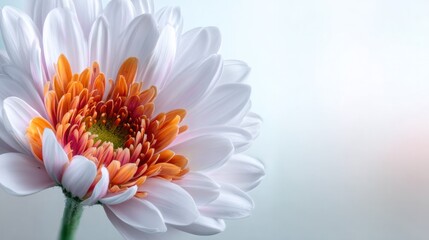 Floral Serenity: A macro view captures a pristine chrysanthemum flower, showcasing delicate petals and intricate details in serene setting.