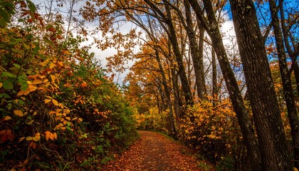 A picturesque autumnal path winds through a vibrant forest, highlighted by the brilliant display of fall foliage.