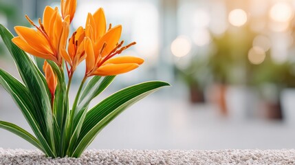 Blooming Beauty: A vibrant orange flower with a sleek petal design graces a pristine setting, its lush green leaves creating a striking contrast. A testament to beauty and serenity in a space