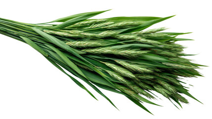 Fototapeta premium Fresh green grass bundle, white isolated background