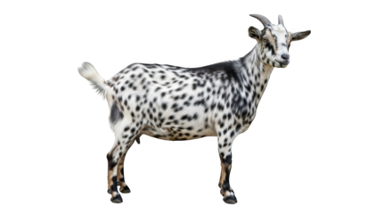 A spotted goat with horns stands on a dark background its white fur covered in black spots