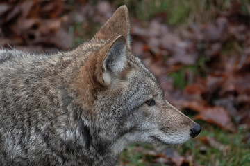 Coyote Close-Up (Canis latrans) Wildlife Photography