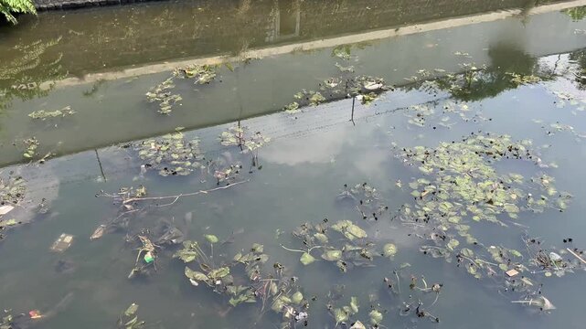 River Stream Filled with Aquatic Plants and Residue Bordered by Embankment