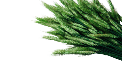 Green wheat stems, displaying delicate, feathery texture, isolated on a white background for creative use.
