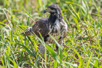Juvenile Snail Kite (Rostrhamus sociabilis) in Costa Rica Bird Wildlife Photography