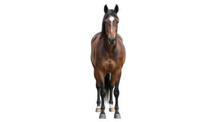 Majestic Brown Horse Standing Proudly Facing Forward with a White Blaze on its Forehead
