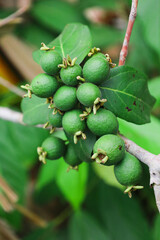 Small guava fruit with a full stem, close-up of fruits.