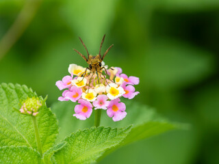 花の蜜を吸うイチモンジセセリの正面