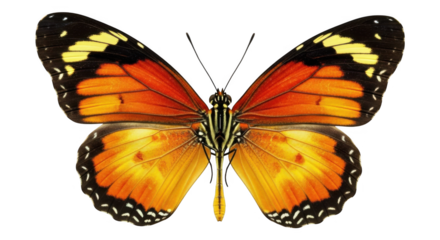 Striking Orange And Black Winged Insect With Yellow Accents Flying In The Air