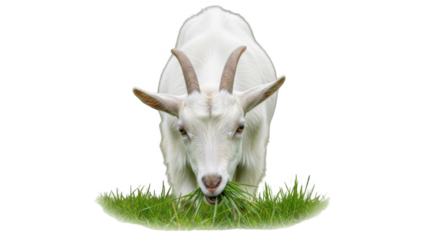 A fluffy white goat with impressive horns grazes peacefully on lush green grass under soft natural lighting creating a serene farm animal portrait