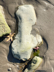 Fragment of the sandy seabed at low tide in Patroclus Bay in Vladivostok in autumn