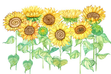 Composition of sunflowers flowers with stems and leaves, plant single isolated object on white. Hand drawn watercolor illustration. Summer yellow botanical art. Clip art for fashion design, postcard