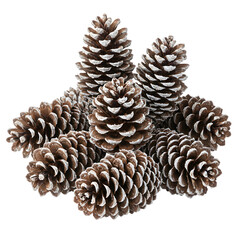 Snow-Covered Pine Cones: Winter Holiday Decoration & Natural Crafts
