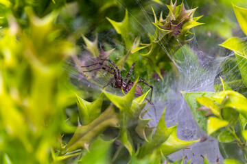  Grass spider (Agelenopsis) on its web, woven on a bush