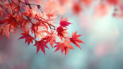 Delicate branches of vibrant crimson Japanese maple leaves, soft pastel background