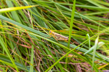 Grasshoppers (Melanoplus spp.) feed on a wide variety of plants and can be pests of corn. Grasshoppers pass the winter as egg masses that were deposited about one inch below the ground surface 