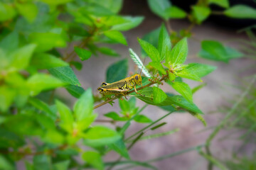 Grasshoppers (Melanoplus spp.) feed on a wide variety of plants and can be pests of corn. Grasshoppers pass the winter as egg masses that were deposited about one inch below the ground surface 