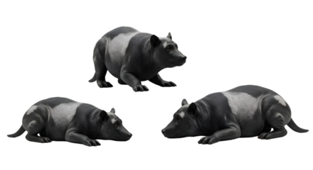 Thylacoleo Carnifex Illustration - Three Poses