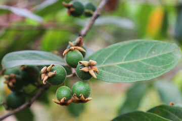 Close-up of small green guava fruit with a full stem, in the ASEAN farm.
