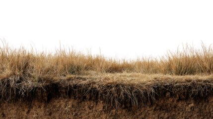 A close-up of tall grass on a rugged soil surface, showcasing natural textures and earthy tones.