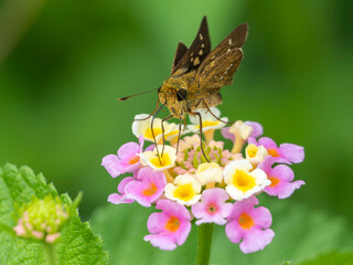 ランタナの蜜を吸うイチモンジセセリ