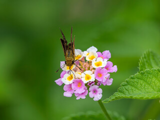 ランタナの蜜を吸うイチモンジセセリ