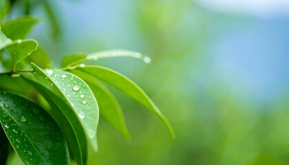 Close-up of vibrant green leaves covered in glistening water droplets, showcasing a refreshing and peaceful natural scene.