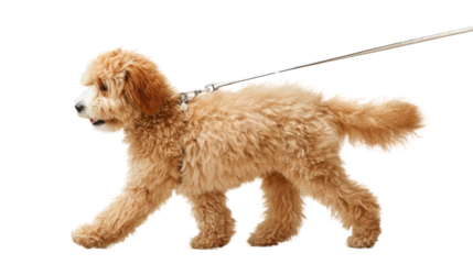 Cute fluffy dog walking on a leash, isolated on a white background.