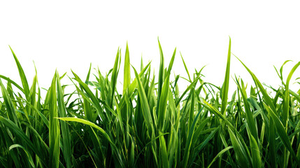 Fototapeta premium Fresh green grass blades, vibrant and lush, isolated on white background for designs and presentations.