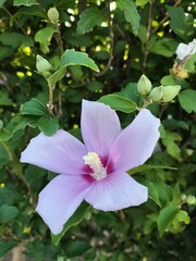 むくげ Rose of Sharon