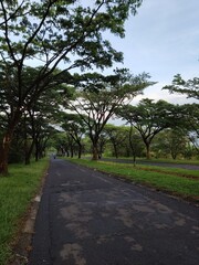 a long asphalt road surrounded by shady trees on both sides with the sky looking clear with a few clouds