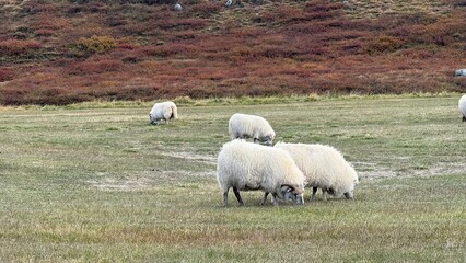Fototapeta premium sheep in the field