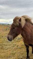 Fototapeta premium Icelandic Horses in field in Iceland