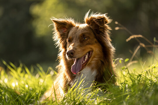 Happy Australian Shepherd red bi enjoying summer sun in meadow